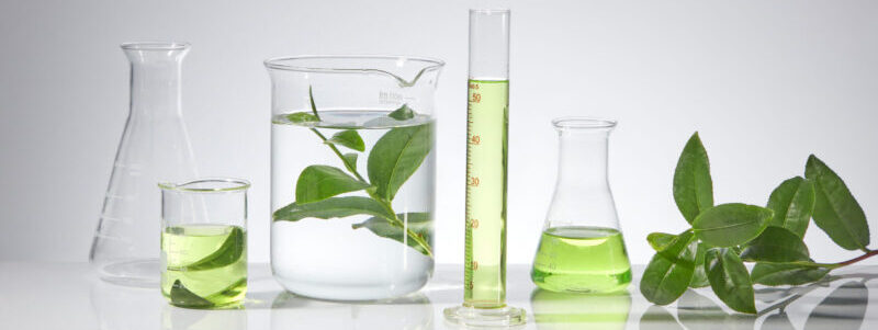 Laboratory instruments containing green tea essence and fresh green tea leaves are arranged in a horizontal row on a white table top. Frontal shot photo with blank space for design